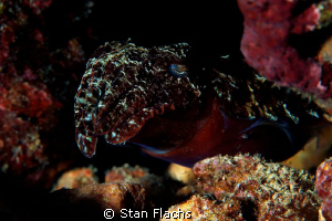 Cuttlefish by Stan Flachs 